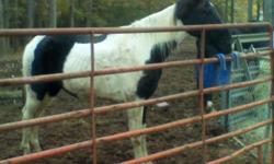 SweetPea is a nice big mare that will stand out in any crowd.&nbsp; Easy keeper.&nbsp; Good ground manners and is green broke to ride.&nbsp; We ride on trails and traffic.&nbsp; She just needs steady time and training to make a jam up partner.&nbsp; Still
