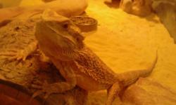 Full grown friendly bearded dragon for sale tank and everything included basking lamp and uv light and heat lamp included sandy is the name of the female dragon. Was taken from owners not taking care of her and nursed back to health. She has been a solo