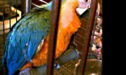 Beautiful Catalina Macaw: almost 40 inches from top of head to end of tail; large, large, large; loves attention but is not fond of me personally. Would like him to go to someone with enough patience and time to work with him every day, as this is not me.