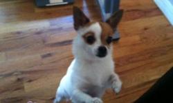 Bella is a great full breed&nbsp;chihuahua. Kid friendly. She's not a hyper or a barker. Bella is not Spayed.