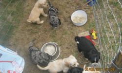 very pritty pupys one girl and 2 boys and 2 gray and black austrailian sheperd puppys 2 mails