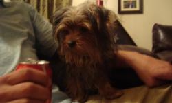 She is 10 months old, very healthy. She has been raised in a family home with other dogs, children, birds, cats, and lots of love. She is a tiny lap dog, and isn't going to get any bigger, on;y 12 inches long and 3 lbs. She has the silky long hair, and a