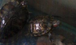 Comes with two red eared painted turtles 40 gallon tank food rocks filter air pump and water heater call 9375398504