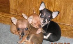 I have 4 chihuahua pups available, 2/f 2/m very well socialized. First shots vet check and wormed. No papers. If interested please call Debbie at (607)204-0393 after 4pm or leave a message, thanks