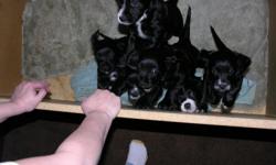Four-pure bred English cocker spaniel puppies for sale. These are extremely smart, very lovable and awesome hunting dogs. They love to swim and are great with kids. They are small to medium size dogs. We have three males and one female. They all have been