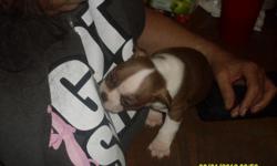 i have one red and white pup for sale 1brindle, and two black and white&nbsp; call or text no e-mail taking deposit in november 2,2012 can send pic will post picture on here friday november 2 please don't call until november 1thank you ask for sandra tail