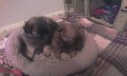 I have 4 female Pomeranian and chihuahua mix puppies for sale. two were born Feb. 15, and two were born Feb.9 The parents of both litters are on site, and all four are very social, and used to being handled. We are loving pet owners and want them to go to