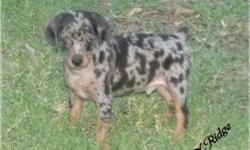 4 Harlequin Pinschers/Miniature Pinschers in package deal. Take all for $1000.00. HPA registered with pedigrees. Purebred, full blood and unique Harlequin Pinschers and FSS breeding stock Miniature Pinschers. This group will produce the unique Harlequin