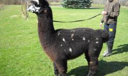 ON SALE NOW! Huacaya Alpacas
ARI, Microchipped, excelllent lineage & ALL proven with wonderful cria.
2 white, 1 black/silver, 1 rose grey GOOD LOOKIN BOYS! Excellent fiber.
Herdsires to enhance any herd