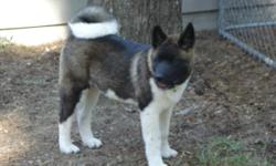 4 moth old akita still very much a puppy!! AKC registered, house broken, crate trained, simple commands, sit come , in.
has been home raised inside the house, he is not a kennel dog nor are the parents, we have socialized him through our children since