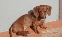 It is a female Dachsund and she is light tan in color and weighs about 5 pounds. And, she is a mini, so I am pretty sure she is full grown @ 5 - 6 pounds. If interested please call: Adam Bunch @ () -, if no answer please leave a message and I will get