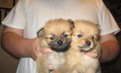 4 pomeranian puppies for sale. 2 females and 2 males are soft,cute and cuddly looking for loving home. NO shots, or papers are included.