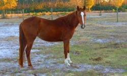 AHH Smart Sarinalena, "Lena" has very impressive bloodlines with superior reigning horses on both top and bottom (Smart Peppy Playboy x BHC Shae Lena Peppy). She has a great mind and is extremely easy to teach. She is broke under saddle and she knows the