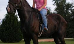 I need to down size my farm. I am selling Braeholm L.L. Canuck. His sire is AllStar Prince Rocket. He is a 4 year old with a great disposition and attitude. He works well under cart and Saddle. He made Grand Champion Gelding in at the Butler fair and also