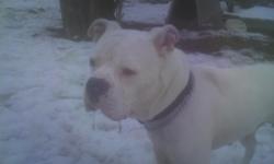 VERY FRIENDLY MALE AMERICAN BULLDOG, GREAT WITH PEOPLE AND KIDS. GOOD WITH OTHER DOGS. NOT FOND OF CATS....HAS BEEN FIXED....DOES NOT HAVE PAPERS......