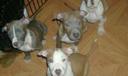 I have 5 bluenose pitbull puppies for sale they would make great christmas presents for someone. I am asking 275.00 (neg) for male or female. I have 2 females and 3 males I have raised these puppies around my son which is 2 so kids are not a problem with