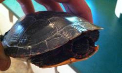 painted turtle almost 5 inches from tip to tip shell.
&nbsp;
can deliver in fulton/oswego area
possibly syracuse
