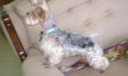 Blue and gold male Yorkie. All shots and micro-chipped. Housebroke. 7 gen. champion pedigree. Standing at stud till sold. Reduced price to right home.