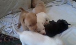 I've got 5 six week old chihuhua puppies 3 girls and 2 boys. They range in color frm all white, tan, light tan and white, black and white, and all brown.