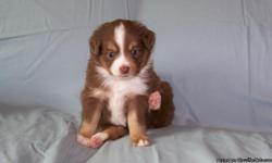 We have 5 purebred Toy Australian Shepherds in need of special families to adopt them. We have 3 b/w-tri males and 2 brown-tri females. We have both parents on site.
When puppies are full grown they will be between 10-15 pounds, and around 12-14 inches