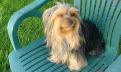 Gina is a 5 year old unaltered female yorkshire terrier, she is 8 1/2 lbs., is housebroken to a pet door, and is up to date on her shots and is micro chipped . She gets along with other dogs, loves adults and kids. Call 509-457-6052 in Yakima Wa and ask