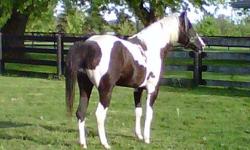 D PEPSI POCO tested homozygous for tobiano pattern and for black factor. He is the grandson of Q T Poco Streke a 2 time NRHA champion & 2 time NRHA open champion. Q T Poco Streke is an own son of Pepsi Poco whose offspring have won OCAP high point reiner