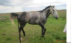 Registered 5yr old Quarter Horse Gelding out of Mr. Stearns Driftwood. He is a good trail horse with good temperament although not for beginners as he is very fast. Just about 16 hands, is tall, lean, has been ridden through water, over logs, etc. and