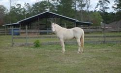 5 yr old palomino gelding. Broke to ride. 14.1hh. Gentle, sweet, and willing disposition. Will make a great kids or ladies horse with a little finishing. No bad habits. Current coggins.