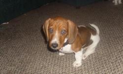 5 month old Dashond and Beagle, very small,very cute, very friendly,and loves to cuddle. He has a white body and a brown head with brown spots on his body. He goes by the name Wrinkles and knows Some tricks such as paw, sit, and lay. He is potty trained