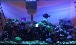 I am a student at Purdue University who will be going to grad school in December and cannot transport the tank. This is a beautiful 60 gallon saltwater tank with stand and everything you need in top quality. I have over 25 different corals from large blue