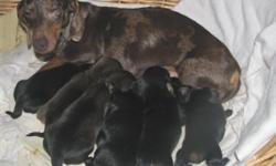 We have 6 beautiful small male dachshund puppies born Nov. 11th. There are two chocolate and four black and tan babies. They will be ready for new homes at 8 weeks of age. They will have their first set of shots, AKC registered, wormed. What a great Xmas