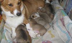 6 Female Corgi Puppies! AKC registered Call if interested! 419-738-1786