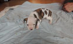 We have 6 female Olde English Bulldog puppies for sale.&nbsp; They were born on 11/5/2012.&nbsp; Please contact us at for further information on the puppies.