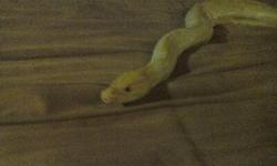 i have a 4 year old sexed female albino burmese python she is very well tempered and curios about everything loves to explore she comes with her tank heat lamp bathing tub and any food i have for her at the time she just went through a shed has no