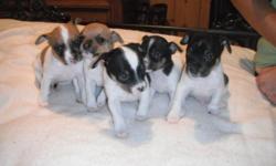 6 Full Blooded Rat Terrier Puppies For Sale, to good home.
Born August 9, 2011, ready for their new homes September 20, 2011
5 MALES - 2 brown and white, 3 black and white.
All have distinct markings and docked tails ( the two brown and white males were