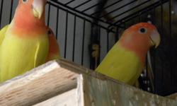 I have 6 lutino love birds 3 pairs. They are in a coloney so I will not break them up.
If interested please call 336-725-8348 or email me.&nbsp; I am posting for someone else so please email them at
jcwsave1@hotmail.com. No cage.
&nbsp;
He also has 1 pair