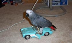 sweet 6 month old african grey named Diesel, for sale he comes with huge new cage and toys, and bird stand. he was hand fed by me and already speaks 7 or 8 different words, only selling because my husband passed, and have not enough time with him. would