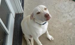 I HAVE FOUND THAT I TRAVEL TOO MUCH TO TAKE CARE OF MIMI.&nbsp; SHE IS A WONDERFUL SMALLER LAB MIX. HAS ALL HER SHOTS PLUS A CHIP.&nbsp; SHE IS A YELLOW LAB, SUPER FRIENDLY, LOVES PEOPLE, WILL CHASE A BALL IS HOUSE BROKEN.&nbsp; THERE IS NOTHING WRONG