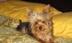 I have a 6 month old male yorkie for sale. He was 1 1/2 pounds at 8 weeks and is now right at 3 pounds. I have 2 dog crates, brush, shampoo, leash, collar, heart worm pills, food and water bowls, food, and everything you need to provide this pup with a