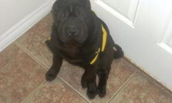 6 Month old Shar Pei puppy. Pure breed. Needs a new home. Gets along with 3 of my cats, but keeps trying to kill the oldest cat ( that cat doesnt like dogs). Great with kids as I have a 5 yr old and 3 yr old. Has done well with other dogs. He is not