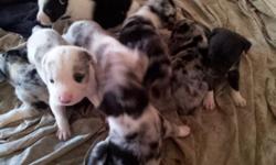 7 males 1 female. Wormed and first set of shots. 6 merle colored boys. Most have blue eyes. Very sweet and smart. Please call, text or email with any questions.