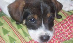 Adorable male, white with black and brown face and markings. Very sweet and playful. No papers.