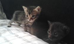 2 male, 1 female. Sweet and gentle kittens looking for loving home.
