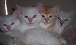 I have 4 kittens that need homes They are very loving and playful. All are liter box trained. Ready for homes.