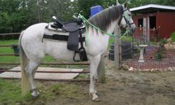 Green broke, needs experienced rider, but a real beauty. Nice, graceful mover. Throws nice babies, too. About 15 hh. Please call after 10:00 a.m.