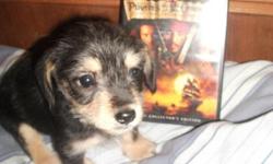 Adorable little male Dorkie ( Dachshound,Yorkie) puppy is looking for a&nbsp;Hero to&nbsp;help him.He will be 8 weeks old on 12-21-12. He will be about 8 lbs,his mom is 9lbs his dad is 7lbs.but this little guy was born with a hernia in his groin,its a