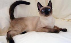 Male 8 month old choc point siamese kitten. He is UTD on shots not fixed. Sweet and a cuddle bug great with kids and other cats
$300