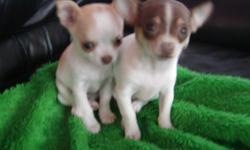 One girl, one boy, born May 6th. The girl is chocolate and white and the boy is tan and white. Willing to give a better price if you want both. Smooth coat (short hair) and although there is no variation in the breed as to the shape of thier heads, the