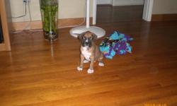 8 week old boxer puppy, very lovable needs a good home. Ready to go vaccine and tail docked.