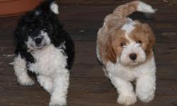 3 adorable puppies for sale two boys one girl. They are 1/4 beagle 3/4 miniature poodle. They should be 15-18lbs when full grown. Great family pets. They are family raised. They will be vet checked and have all necessary shots prior to leaving. Call